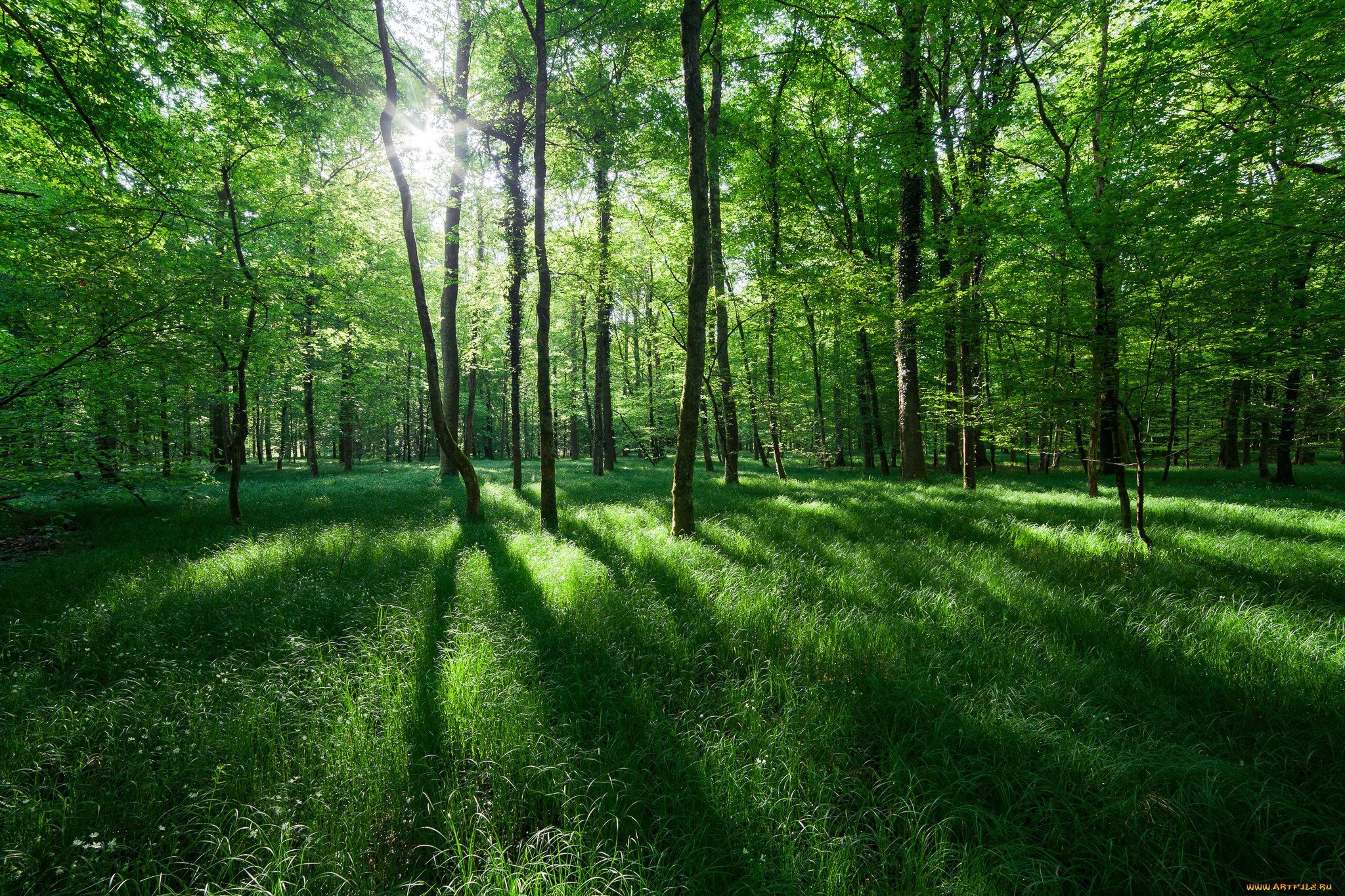 Green forest. Летний лес. Зеленый лес. Зеленая природа. Летом в лесу.